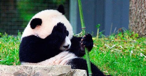 Die Meisten Verantwortliche Person Enorme Que Comen Los Osos Panda