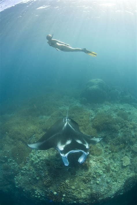 A Freediver Swims With A Graceful Manta Ray In Raja Ampat Indonesia