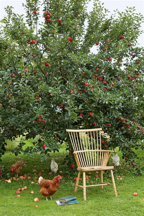 Apple Trees Can Make The Perfect Addition To Small Gardens Choose