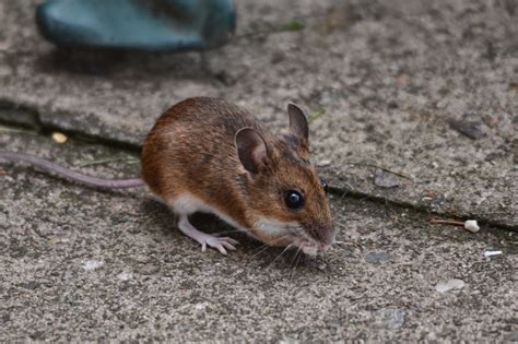 Rambles With A Camera Capturing My Garden Wood Mouse