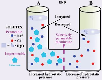 Osmosis is when a substance crosses a semipermeable membrane in order to balance the concentrations of another substance. Residential and Commercial Water Filitration Systems ...