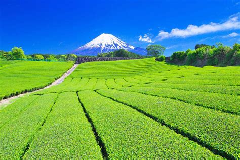 Tea Plantation And Myfuji Zekkei Japan