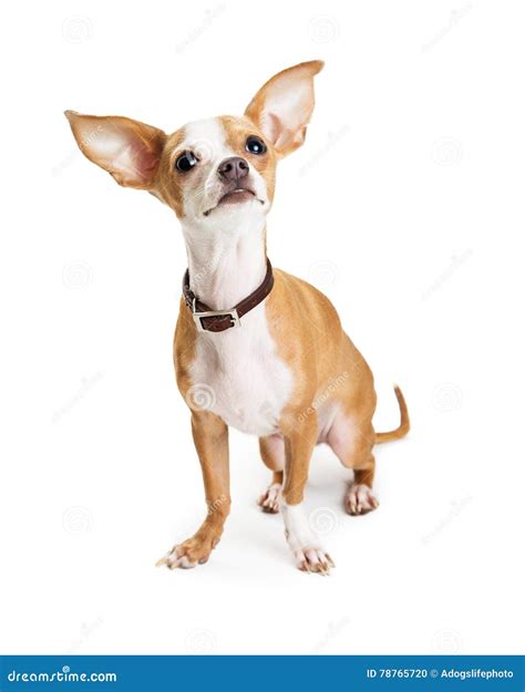 Chihuahua Dog Big Ears Looking Up Stock Photo Image Of White Brown