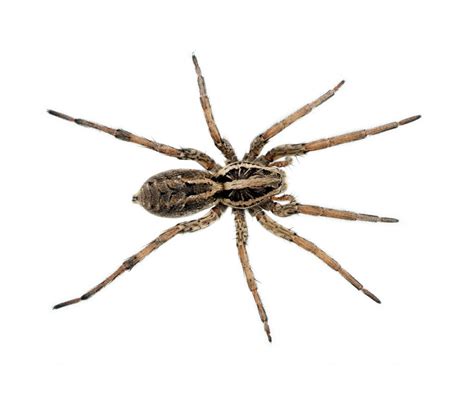 Wolf Spiders Us Pest Control Services Of Middle Tn