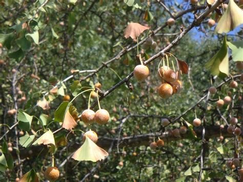 The female trees produce the fruit and seed or gingko nut. Fruit Trees - Home Gardening Apple, Cherry, Pear, Plum ...