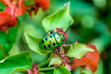 The Jewel Bug Photo By Krishna Kalpat Via National Geographic S