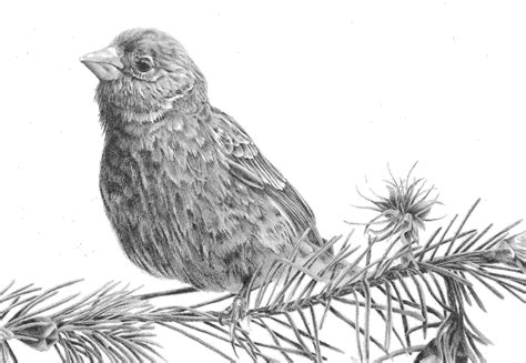 Plants and animal cells 1.1. Drawing Nature, Science and Culture: Natural History ...