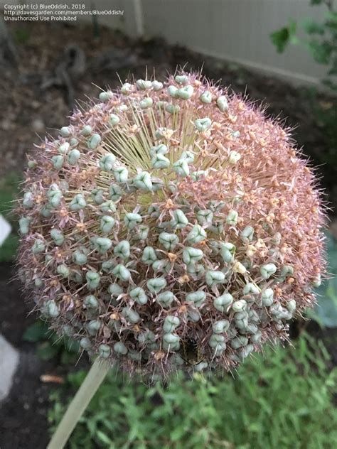 These spectacular, large purple ball shaped flowers are very tall, bringing architectural structure to the garden they look. PlantFiles Pictures: Allium Species, Giant Ornamental ...