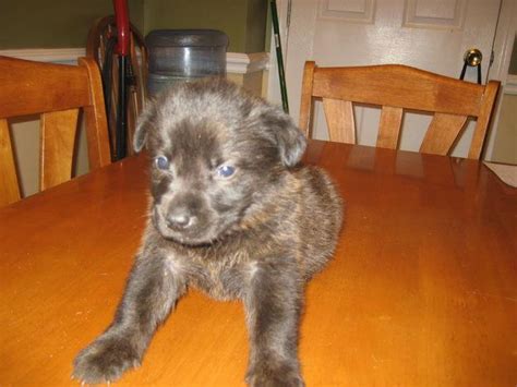 Mountain Cur Dog Breed Info Facts Temperament Puppies Pictures