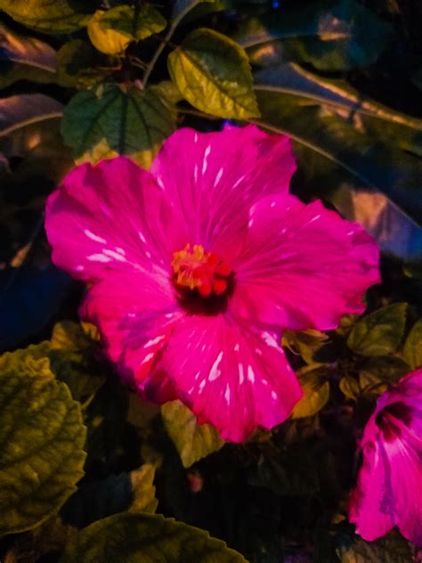 Spring and summer flowers uk. Spring - Summer Flowers ⋆ TORsAdventures