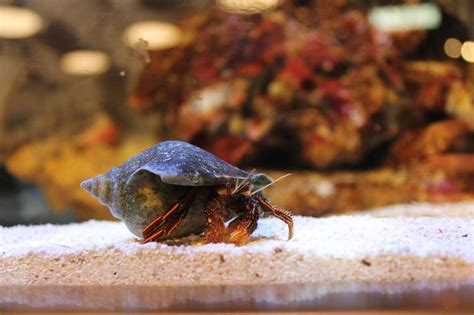 Before getting a hermit crab, you should learn about hermit crabs in general, about land hermit crabs. 10 Best Exotic Pets for Small Spaces