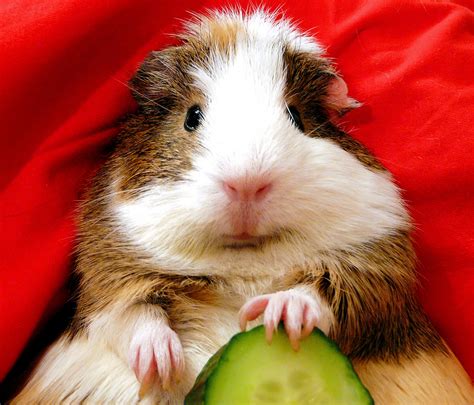 Ever wonder what vegetables guinea pigs can eat? Guinea Pig Pictures - Kids Search