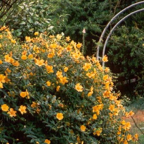 We did not find results for: Yellow Hypericum Flowers