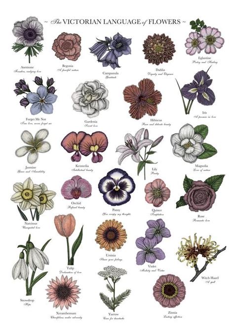 Flower Chart Flower Meanings Chart Floral Illustration Different