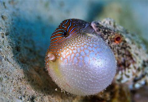 Puffer Fish Weird Sea Creatures Ocean Creatures Cute Creatures