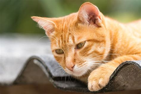 Hiatal Hernia In Cats Symptoms Causes Diagnosis Treatment