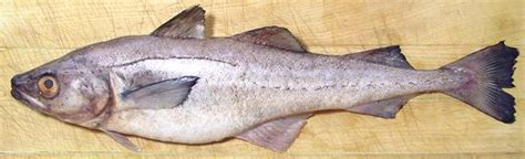 The pollack is said to be the most active member of the cod family gadidae. Pollock - Alaskan / Norway