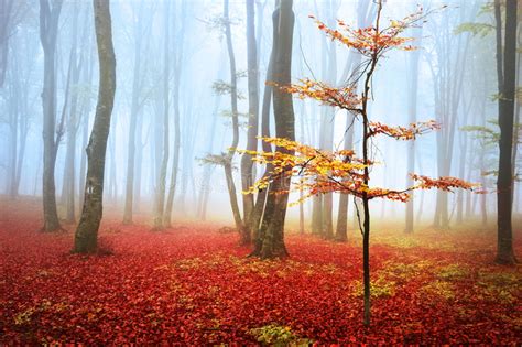 Red Tree In A Foggy Autumn Forest Stock Image Image Of Foggy