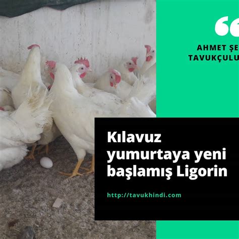 Yumurtalık tavuk Civciv Hindi satışı AHMET ŞEN Edirne Kırklareli