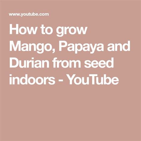 How To Grow Mango Papaya And Durian From Seed Indoors Youtube