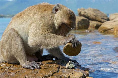 Some Monkeys Reuse Their Stone Tools But Others Just Chuck Them Away