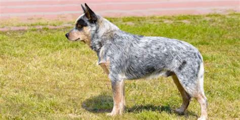 Qual A Melhor Raça De Cachorro Para Fazenda Mundo Ecologia