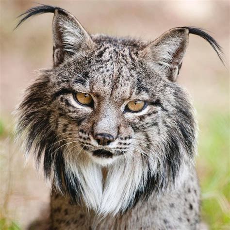 Iberian Lynx Héctor Garrido In 2020 Animals Beautiful Iberian Lynx