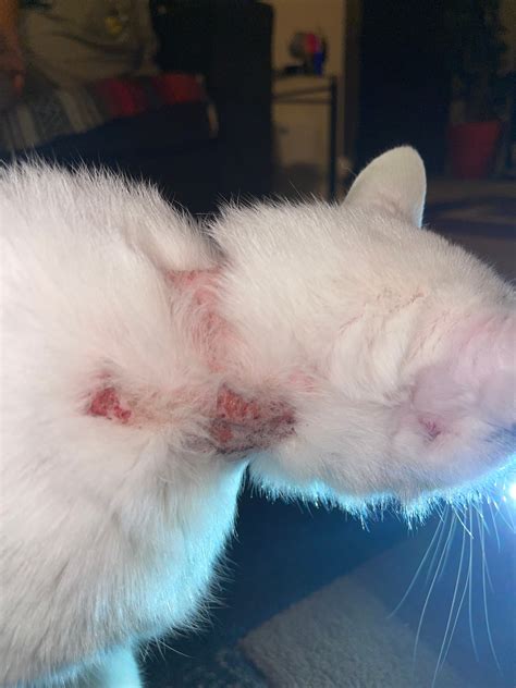 My Cat Has Scabs All Over His Neck Face Head And Back And He Is