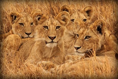 5 Best Places To Enjoy The Wildlife Of Tanzania Our World Stuff