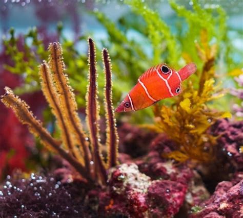 The 11 Best Saltwater Aquarium Fish For True Beginners Aquanswers