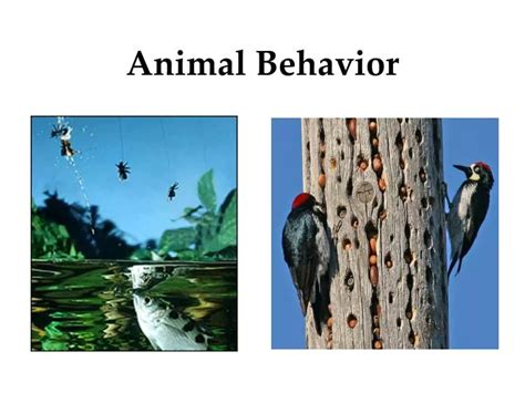 Ppt Animal Behavior Powerpoint Presentation Free Download Id2087441