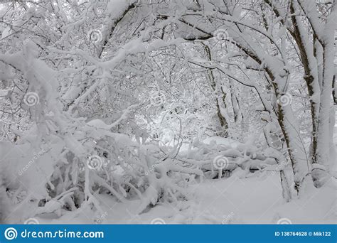 Snow Covered Branches In Winter Forest Stock Photo Image Of Frost