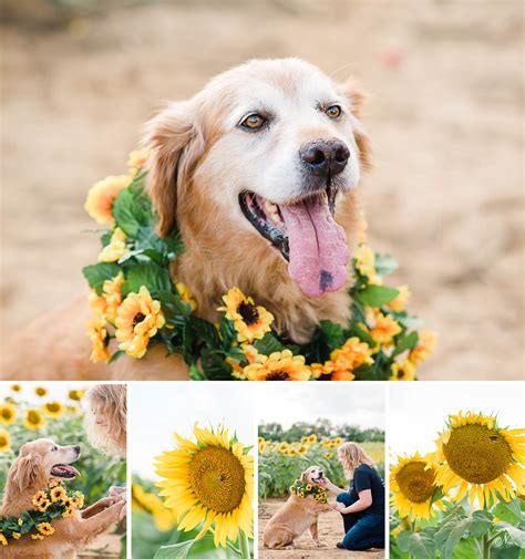 Adorable Sunflower And Dog Photos Ooltewah Tn Nelya