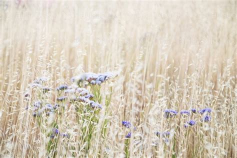 Image Of Purple Flowers Among Dried Grass Flower Heads With Sun Shining