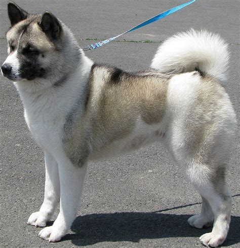 Akita Puppy Pictures And Information Puppy Pictures And Information