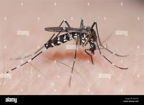 Asiatische Tigermücke Aedes Albopictus Beißen Die Menschliche Haut Und Engorging Im Blut