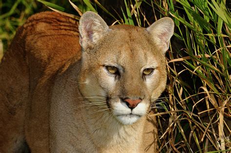 Close Up Of A Mountain Lion Stalking Prey In Tall Grass Photograph By