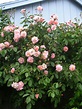 Rosa 'Cornelia' "Hybrid Musk Rose" - Buy Online at Annie's Annuals