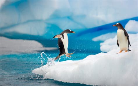 Wallpaper Birds Penguins Animals Water Sky Iceberg