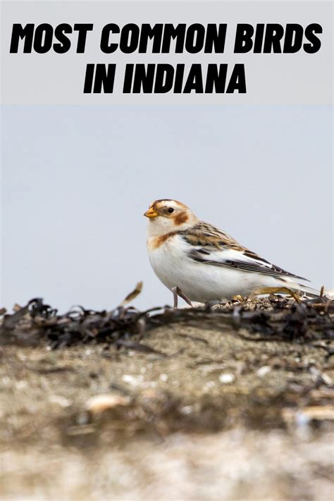 17 Common Birds In Indiana With Pictures