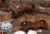 European Fire Ants Pictures