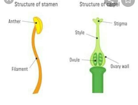 Diagram Of Stamen And Pistil Only