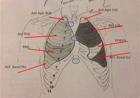 Lung Segments Of The Anterior Chest Wall Chest Auscultation Points