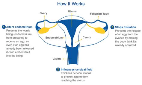 Jul 17, 2021 · between the sixth and ninth week of pregnancy the production of progesterone passes completely from the ovaries to the placenta, and at this point the progesterone is enriched with new tasks: What if You Get Pregnant While on Birth Control | Welcome ...