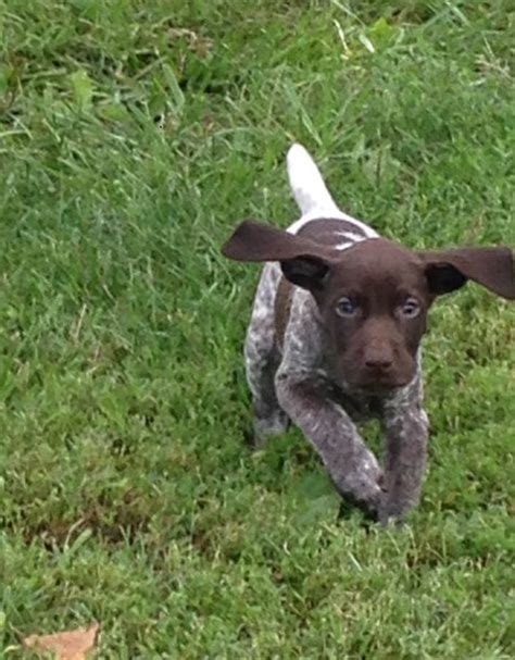 Romio is the coolest and hyper 10 year old i know. German Shorthaired Pointer Puppies For Sale | Los Angeles, CA #239709