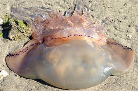 Giant And Poisonous Jellyfish To Invade British Beaches This Summer