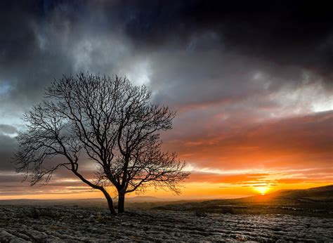Tree Sunset Winter Silhouette Free Stock Photo Public Domain Pictures