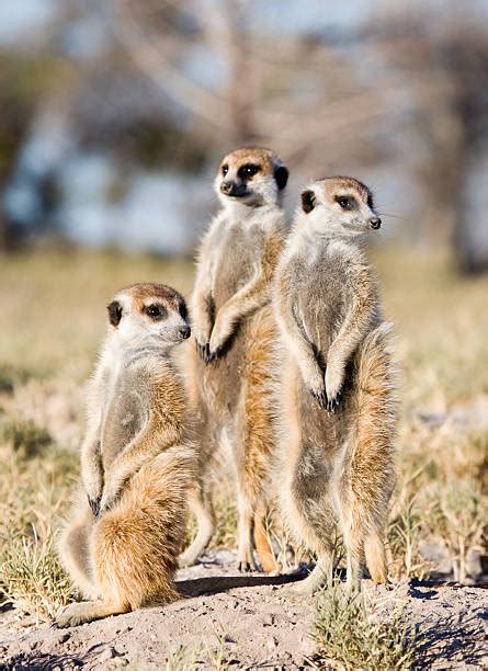 Meerkats Group Standing Stock Photos Pictures And Royalty Free Images