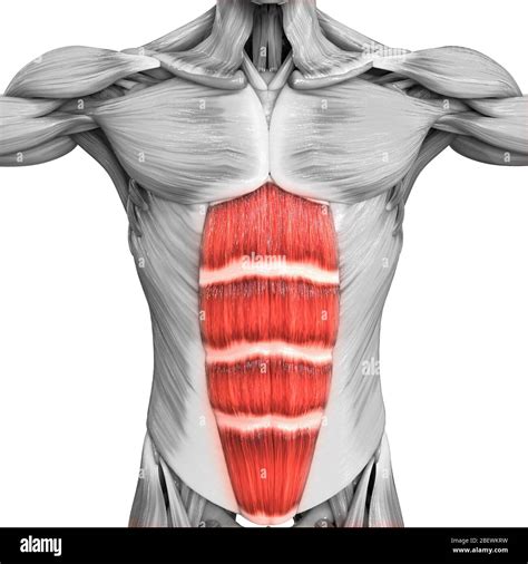 Human Muscular System Parts Rectus Abdominis Muscle Anatomy Stock Photo