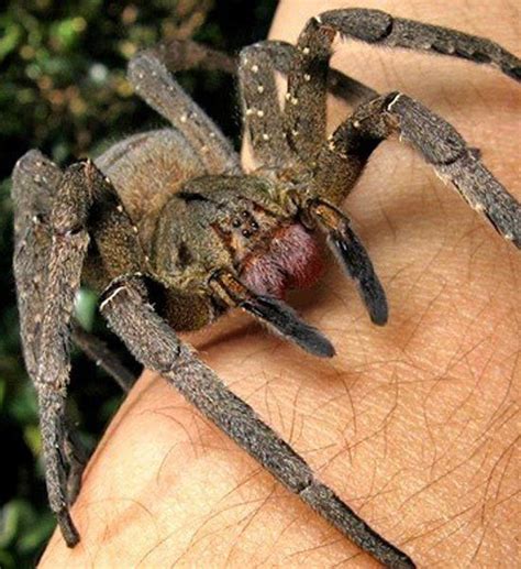 Collection 92 Pictures Is The Brazilian Wandering Spider The Most Venomous Excellent